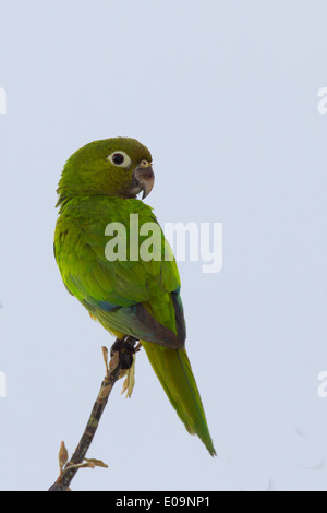 Olive-throated Parakeet (Aratinga nana) Stock Photo
