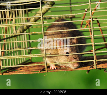 rat in cage trap Stock Photo