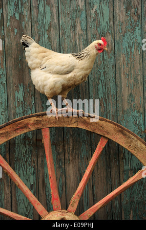 light sussex hen on a cart wheel Stock Photo