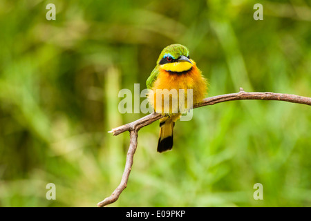 Colourful Little Bee-eater (Merops pusillus) perched on a brach. Photographed in Serengeti National Park, Tanzania Stock Photo