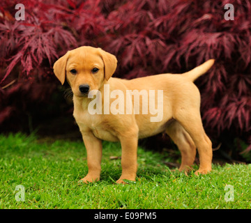 labrador puppy infront of acer bush Stock Photo