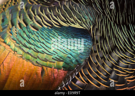 male Ocellated Turkey (Meleagris ocellata) wing feather detail Stock Photo