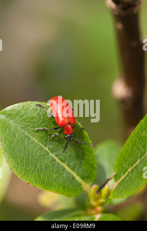 Red Lily Beetle Lilioceris lilii on developing white lily plant flower but will be destroyed by the larvae laid by these beetles Stock Photo