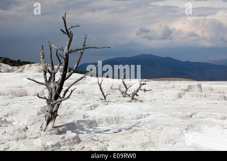 Dead trees at Mammoth Hot Springs, Yellowstone National Park Stock Photo