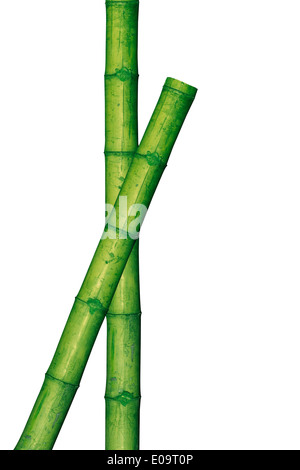 Two green bamboo sticks in front of white background Stock Photo - Alamy