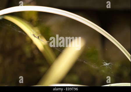 Tricked a blown seed from dandelion type plant draws attention of orb spider hanging in spider web on blade to water reed Stock Photo