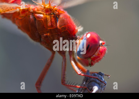 Scarlet Dragonfly (Crocothemis erythraea). Also Broad Scarlet, Common Scarlet-darter and Scarlet Darter Stock Photo