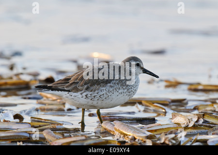 Knot (Calidris canutus) adult in winter plumage, wading amongst razor shells washed up by the surf on the beach at Titchwell Stock Photo