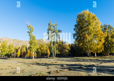 White fall birch trees with autumn leaves in background Stock Photo