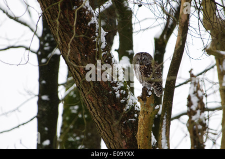 Tawny Owl (Strix aluco) adult, roosting in snowy woodland at Malham Tarn in the Yorkshire Dales National Park, North Yorkshire. Stock Photo