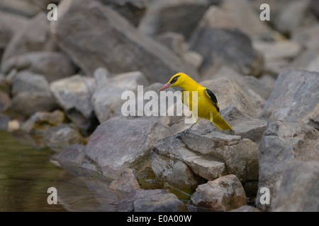 Indian Golden Oriole, (Oriolus kundoo) male in Ranthambore national park, India Stock Photo