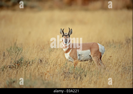 Pronghorn, Prong Buck or Pronghorn Antelope (Antilocapra americana), male, Yellowstone national park, Wyoming, USA Stock Photo