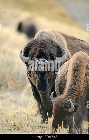 American Bison or American Buffalo (Bison bison), pair, Yellowstone national park, Wyoming, USA Stock Photo