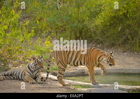 Tiger family in a cemented water hole in Ranthambhore Stock Photo