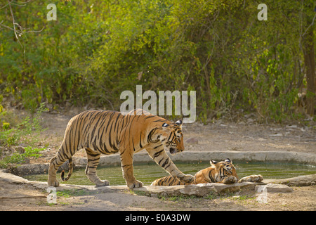Tiger family in a cemented water hole in Ranthambhore Stock Photo