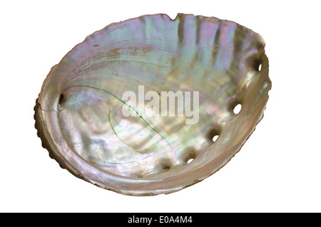 abalone shell pearly inside isolated on white Stock Photo