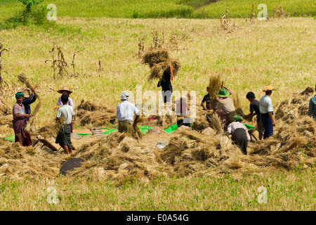 Myanmar Rural Rice Farmers harvesting rice, Shan State, Myanmar Stock Photo - Alamy