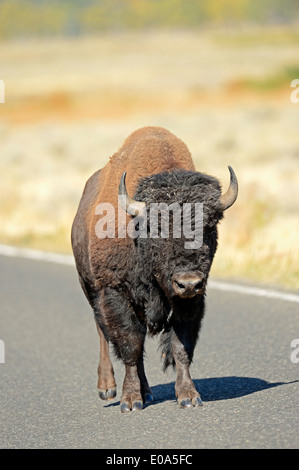 American Bison or American Buffalo (Bison bison), male standing on a road, Yellowstone national park, Wyoming, USA Stock Photo