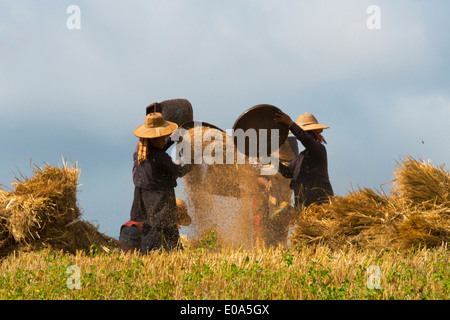 Myanmar Rural Rice Farmers harvesting rice, Shan State, Myanmar Stock Photo - Alamy