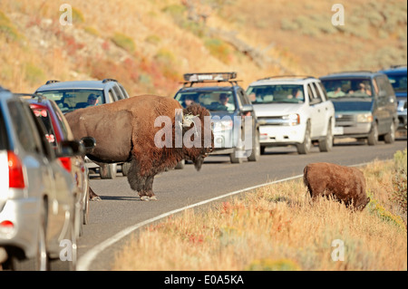 American Bison or American Buffalo (Bison bison), male standing between cars on a road, Yellowstone national park, Wyoming, USA Stock Photo