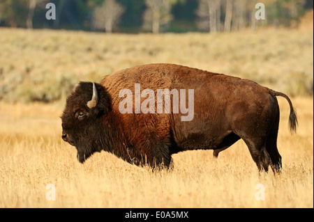 American Bison or American Buffalo (Bison bison), male, Yellowstone national park, Wyoming, USA Stock Photo