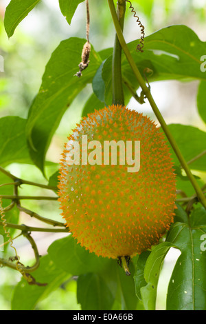 gac fruit isolated on white background Stock Photo