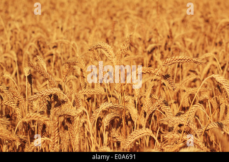 Triticale hybrid of wheat and rye corn field Stock Photo