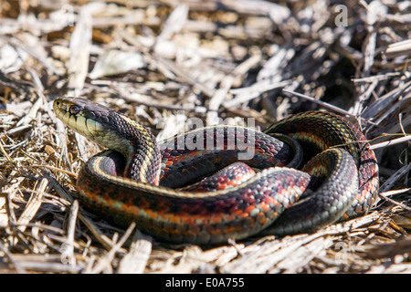Coast garter snake, thamnophis elegans terrestris, Marin County, California, USA Stock Photo