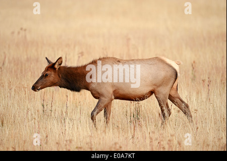Wapiti or Elk (Cervus canadensis, Cervus elaphus canadensis), female, Yellowstone national park, Wyoming, USA Stock Photo