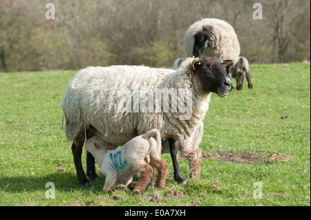 Lamb feeding from ewe. South Downs National Park, Hampshire UK Stock Photo