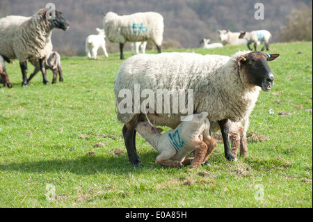 Lamb feeding from ewe. South Downs National Park, Hampshire UK Stock Photo