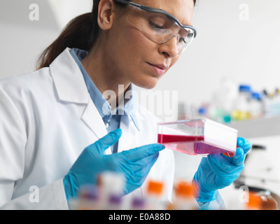 Cell biologist holding a flask containing stem cells, cultivated in red growth medium, to investigate diseases Stock Photo