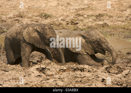 Baby elephants - Loxodonta africana - having a mud bath, Mana Pools National Park, Zimbabwe Stock Photo
