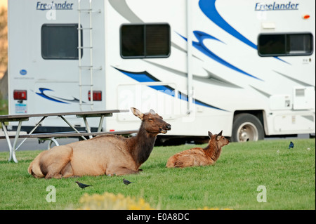 Wapiti or Elk (Cervus canadensis, Cervus elaphus canadensis) female with young in front of camper van, Yellowstone national park Stock Photo