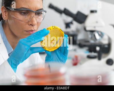 Scientist viewing cultures growing in petri dishes with a biohazard tape on in a microbiology lab Stock Photo