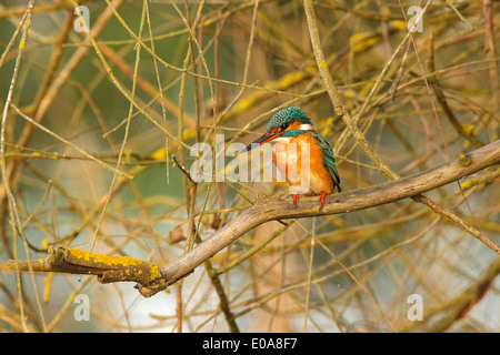 Malachite kingfisher - Alcedo cristata, Selous National Park, Tanzania Stock Photo
