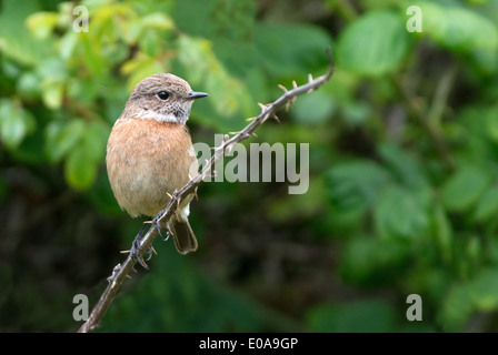 Female Stonechat-Saxicola torquata. Uk Stock Photo