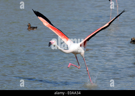 Greater flamingo in landing in the Pont de Gau Natural Reserve, Camargue Stock Photo