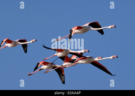 Greater flamingos (Phoenicopterus ruber) in fly in blue sky, Camargue, Stock Photo