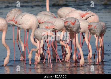 Greater flamingo resting in the swamp near Port Saint Luis in Camargue Stock Photo