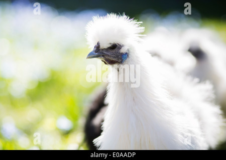 White chicken looks on the side Stock Photo