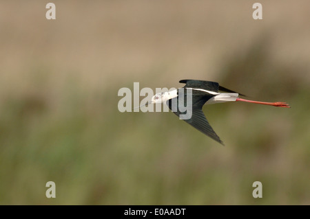 Black-winged Stilt, (Himantopus himantopus) in fly over the Pont de Gau Reserve, in Camargue Stock Photo