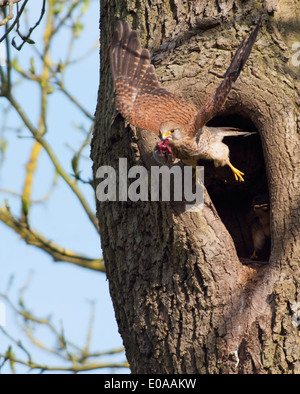 Wild female Kestrel, Falco tinnunculus taking off from nest with field vole in it's beak Stock Photo