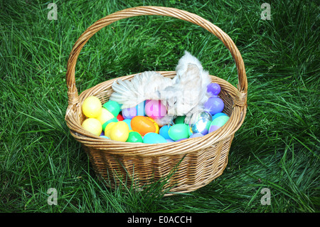A chicken in a easter basket full of easter eggs Stock Photo
