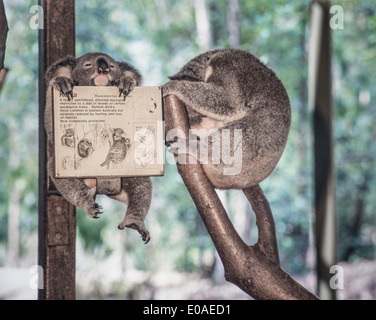 Australia, Qeensland, Magnetic Island, Koala baby and mother in santuary, Stock Photo