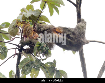 A Three-toed Sloth or Brown-throated Sloth (Bradypus variegatus) feeds on leaves. Tortuguero National Park,  Costa Rica Stock Photo