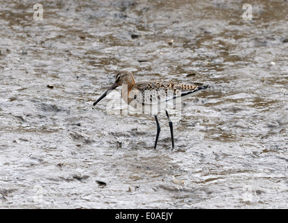 A Black-tailed Godwit (limosa limosa) with plumage between summer and winter probes for invertebrates with its long beak Stock Photo