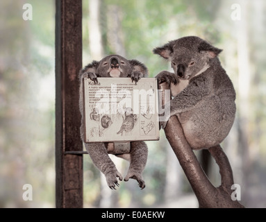 Australia, Qeensland, Magnetic Island, Koala baby and mother in santuary, Stock Photo