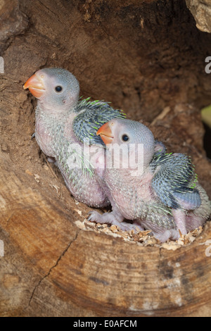 Rose-ringed or Ring-necked Parakeets (Psittacula krameri). Twenty two days old chicks tree nest hole. Stock Photo