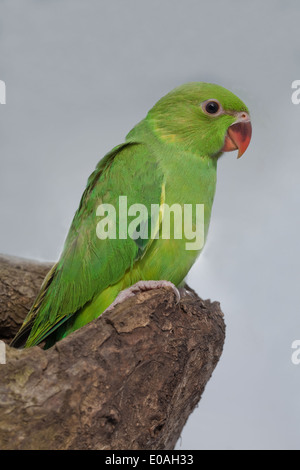Rose-ringed or Ring-necked Parakeet (Psittacula krameri). Single fifty five days old chick. Fledgling. Stock Photo
